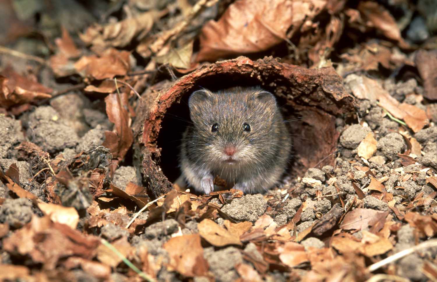 A Vole’s Operate in a Yard