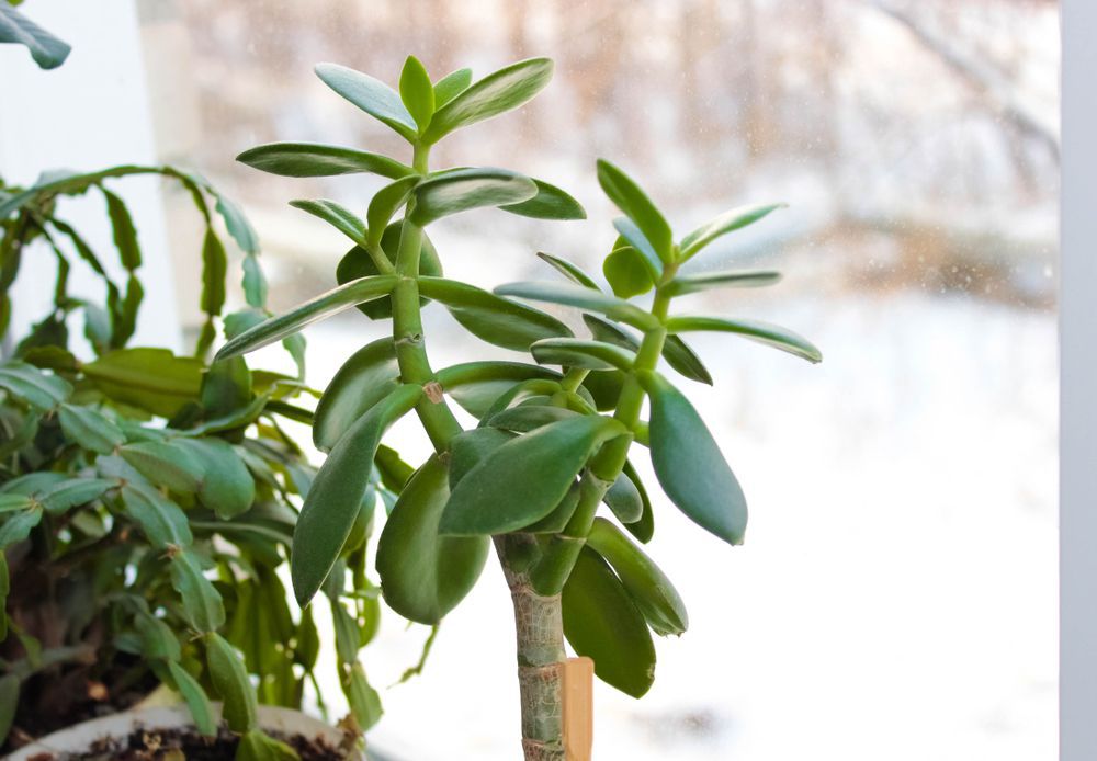 Straightforward strategies to Get Your Houseplants Via the Winter