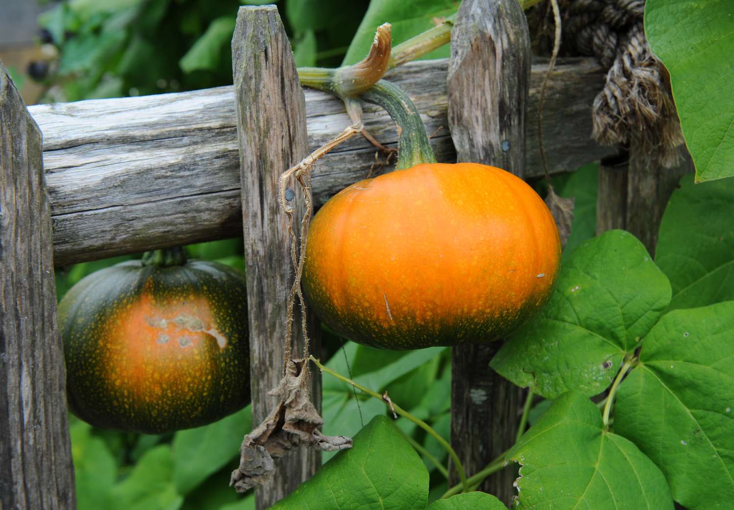 Learn to Harvest and Retailer Winter Squash and Pumpkins